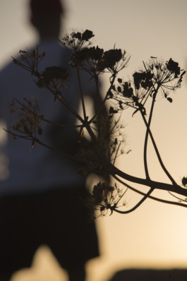 Robert Blair Photography Dalmation