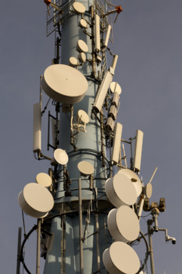 Robert Blair Photography Dalmation