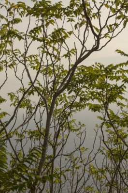 Robert Blair Photography Dalmation